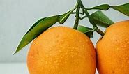 How to Grow Orange Trees in Pots (10 EASY Tips)