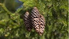 Picea abies (Norway spruce), Pinaceae