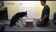 How To Teach A Dog To Play Chess
