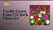 How to grow Four O Clock flowers from seed