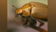 What you need to know about Christmas beetles