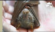 This precious tube-nosed bat loves to wiggle | Wildlife Warrior Missions