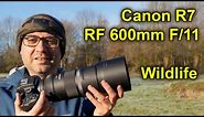 Just How Good is this Combo for Wildlife Photography? (Real-world Testing)