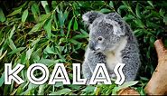 All About Koalas for Kids: Koalas for Children - FreeSchool