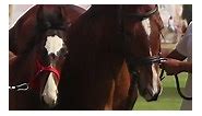 MARWAR HORSE SHOW 2023 17TH... - Marwari Horse Breed