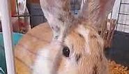 Gacuś ❤️❤️❤️❤️ #króliki #bunnies #królik #króliczki #buns #słodziak