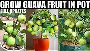 How To Grow Guava Fruit in Pot | 15-18 KG FRUIT IN POT | FULL INFORMATION