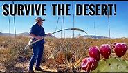 11 Desert Plants For Survival, Bushcraft & Primitive Skills- (Desert Bushcraft)