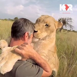 13M views · 363K reactions | This #WildlifeWednesday, we thought we'd share the love.....the lion love that is! Kevin Richardson #lionlove #lionwhisperer | Kevin Richardson | Facebook