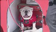 Meet Uga, Georgia's beloved bulldog | UGA's mascot