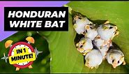 Honduran White Bat - In 1 Minute! 🦇 One Of The Cutest And Exotic Animals In The World