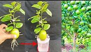 Best Way To Grow lemons from lemons fruit | The easiest procedure in the world |