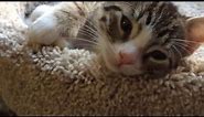 Cutest Kitten Says Good Morning!