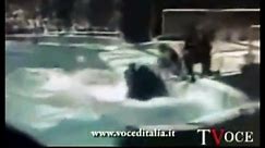 ACTUAL FOOTAGE ~ KILLER WHALES mangle 1 trainer & nearly kills another ORCAS ORCA at SeaWorld