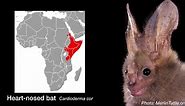 Singing bats - heart-nosed bat from Africa.
