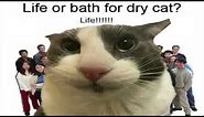 Life or Bath for Dry Cat