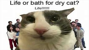 Life or Bath for Dry Cat