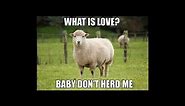 Farm Animal Memes! Try Not To Laugh!