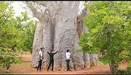 THE STORY BEHIND THE LARGEST BAOBAB TREE IN AFRICA.FOUND IN TAITA TAVETA COUNTY [Nature EP5]