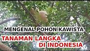 MENGENAL POHON KAWISTA | TANAMAN LANGKA DI INDONESIA