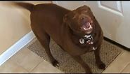Smart Akita/Pitbull Mix Excited For Walk