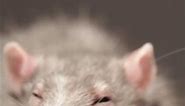 New York's Rat Nightmare Attracts Tourists | Beyond Bizarre