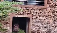 Terrifying moment zookeeper flees from angry hippo at Chinese zoo