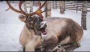 Best of funny reindeer of Santa Claus 😍🦌 Father Christmas in Lapland Finland video for families