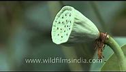 Fruit and unripe seed pod of lotus or Nelumbo nucifera