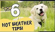Top 6 Tips to Help Keep Your Dog Cool in Hot Weather