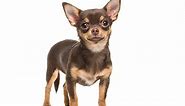 What Were Chihuahuas Bred For? Learn Their Surprising Ancient History
