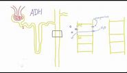 How does Antidiuretic Hormone (ADH) work?
