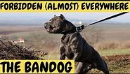 BANDOG - The Forbidden Dogs - almost everywhere!