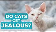 Do Cats Get Jealous? How to Identify Jealous Behavior in Cats