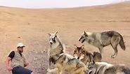 How to handle a pack of wolves when you’re under attack #educational #comedy #funny #viral #viralvideo #viraltiktok #entertainment #survivor #survival #foryou #fyp #foryoupage