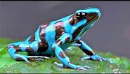 10 Most Beautiful Frogs on Planet Earth