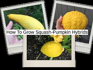How to Grow Squash-Pumpkin Hybrids