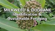 Milkweed & Dogbane — Identification & Sustainable Foraging with Adam Haritan