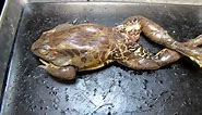 Frog Anatomy - Part 1