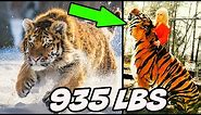 The Biggest TIGER in the World! - 10 Random Facts About Tigers