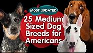 Top 25 Medium Sized Dog Breeds for American (MOST UPDATED)