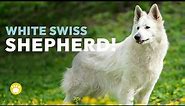 White Swiss Shepherd Dog Temperament (Berger Blanc Suisse)
