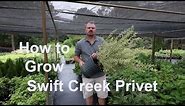 How to grow Swift Creek Privet with detailed description and planting instructions