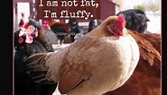 Top 10 Fattest Chickens !!!!!!!