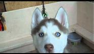 Light Red Female Siberian Husky Puppy with Blue Eyes