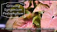 Arrowhead Vine || Syngonium Podophyllum || Supreme Houseplants