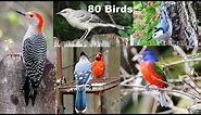 Identify Your Backyard Birds