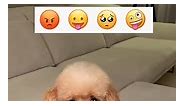 Dog Emojis
