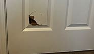 How to Patch and Repair Holes in Interior Doors: Easy DIY Door Fixing!