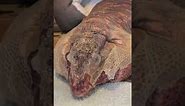 Massive lizard sheds his skin